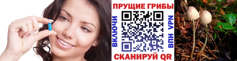 Купить Данков Псилоцибиновые грибы Cubensis